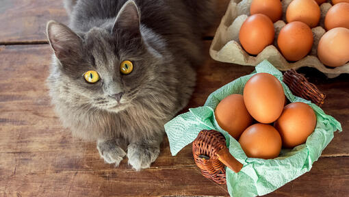 Human foods you can feed your cat best sale